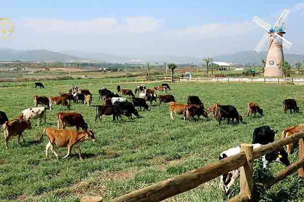 Đất nông nghiệp dùng cho chăn nuôi