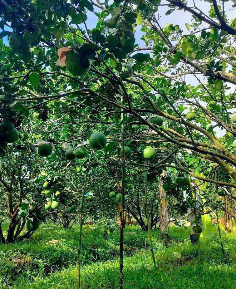 CỰC SỐC – ĐẤT Ở Bàu Bàng GIÁ NGON 6