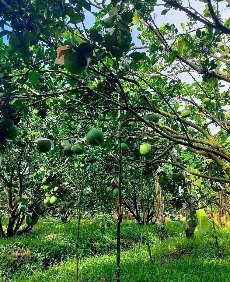 Cần bán Đất đường ĐT 750, Xã Trừ Văn Thố, Diện tích 250m², Giá 900.000.000 Triệu 5