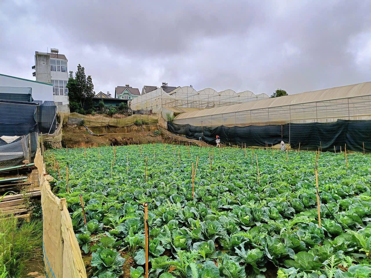 Cần Tiền Bán Gấp Đất Rộng Giá Tốt Đường Hồ Xuân Hương, Đà Lạt 1590m2 3