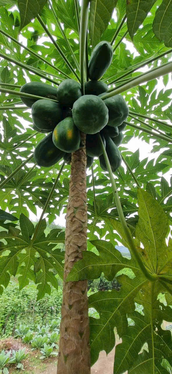 Bán Farm Khánh Phú đã lên mô hình khai thác ổn định - QH full thổ cư gần Quốc Lộ 27C 16