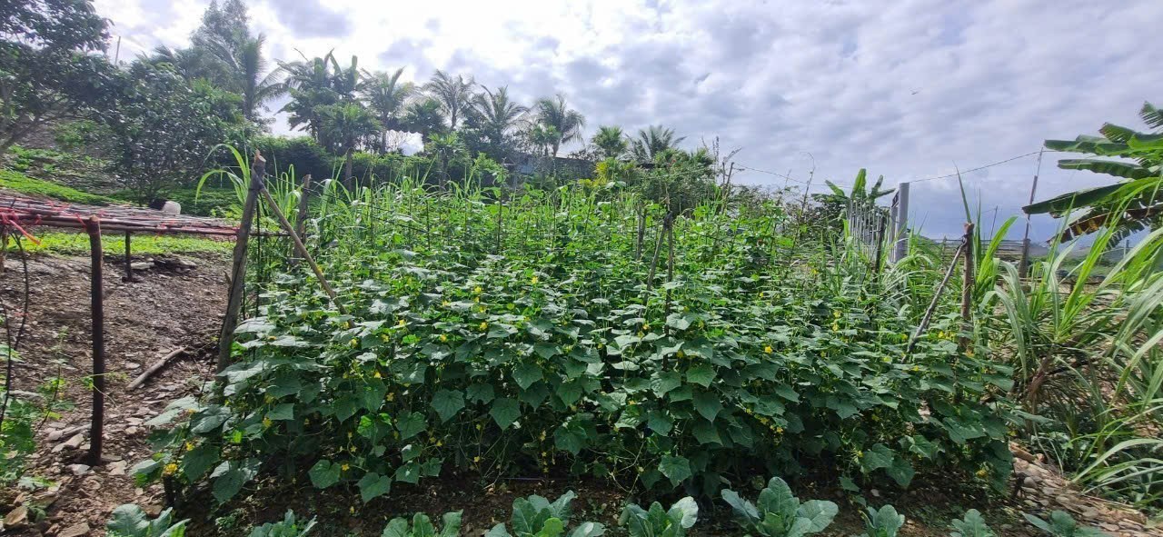 Bán Farm Khánh Phú đã lên mô hình khai thác ổn định - QH full thổ cư gần Quốc Lộ 27C 22