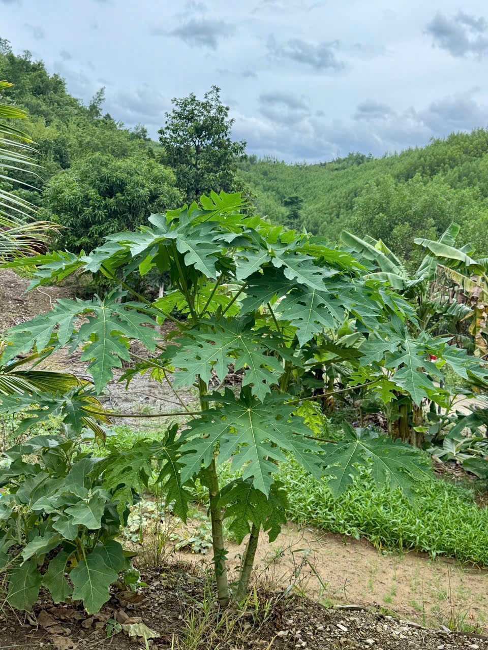 Bán Farm Khánh Phú đã lên mô hình khai thác ổn định - QH full thổ cư gần Quốc Lộ 27C 31