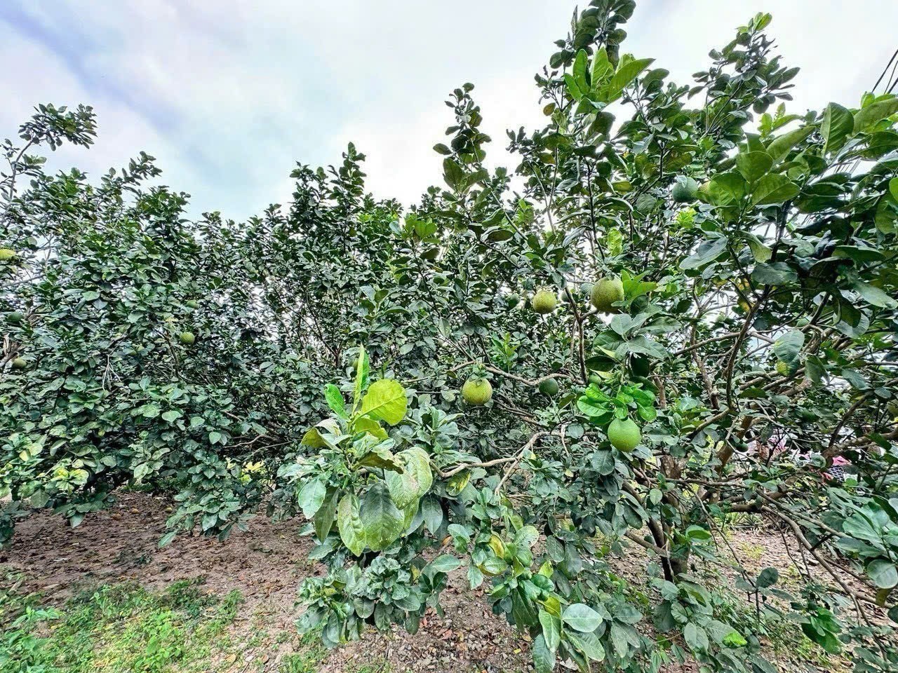 Bán vườn bưởi Khánh Nam giá rẻ sẵn thổ cư gần Tỉnh Lộ 8B 2