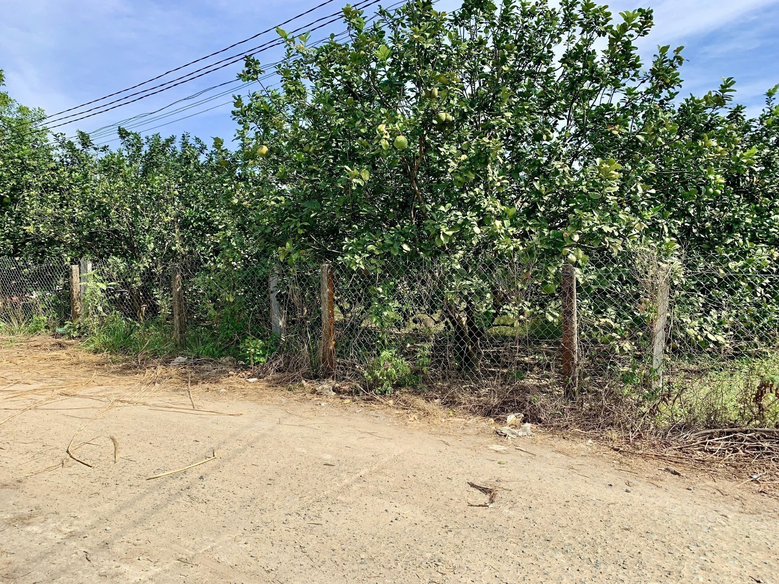 Bán vườn bưởi Khánh Nam giá rẻ sẵn thổ cư gần Tỉnh Lộ 8B 7