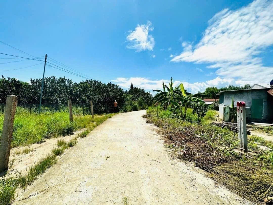 Bán vườn bưởi Khánh Nam giá rẻ sẵn thổ cư gần Tỉnh Lộ 8B 5