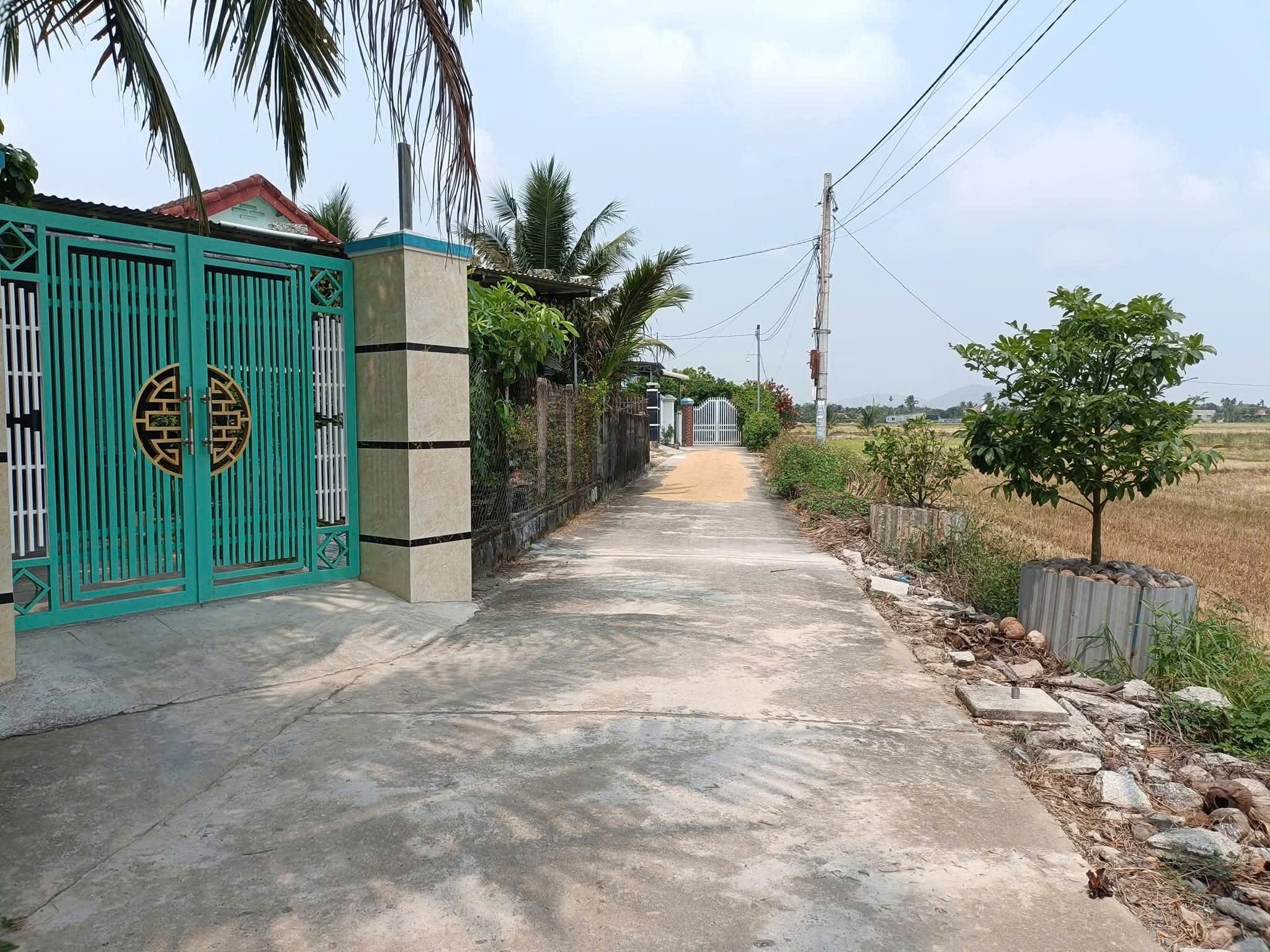 Bán đất Bình Lộc thôn Nghiệp Thành - nguồn gốc đất dân cắt bán view cánh đồng lúa mát mẻ 7