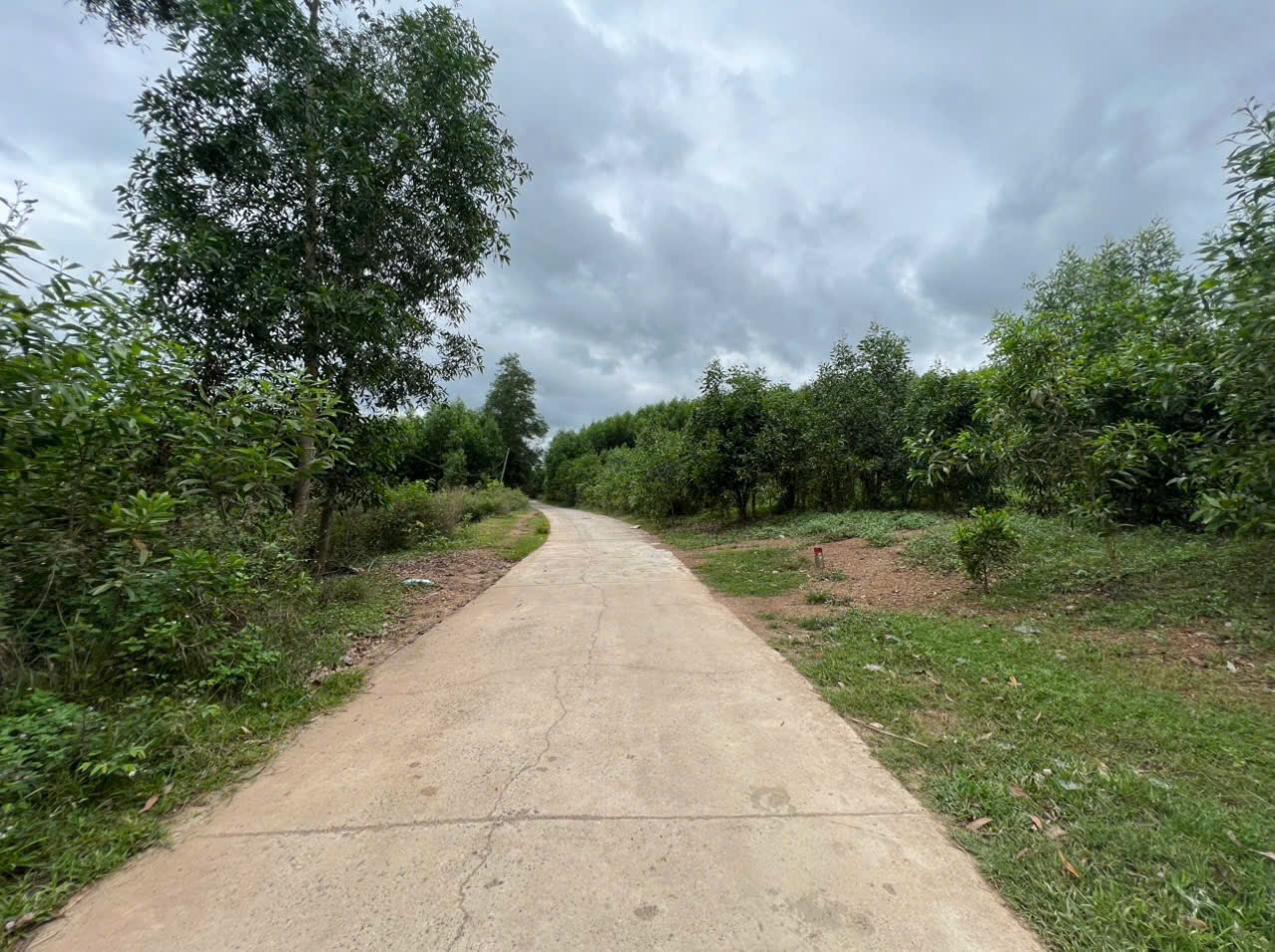 Bán đất vườn Diên Xuân giá rẻ mặt đường bê tông gần chợ gần khu dân cư 3