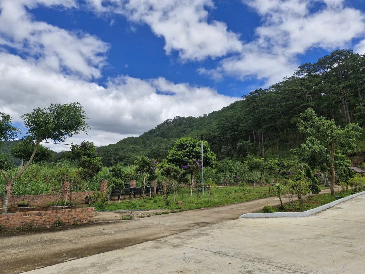 Cần Bán Lô Đất Rộng View Đẹp 19.000m2 Mặt Tiền Mimoza, Đà Lạt 3