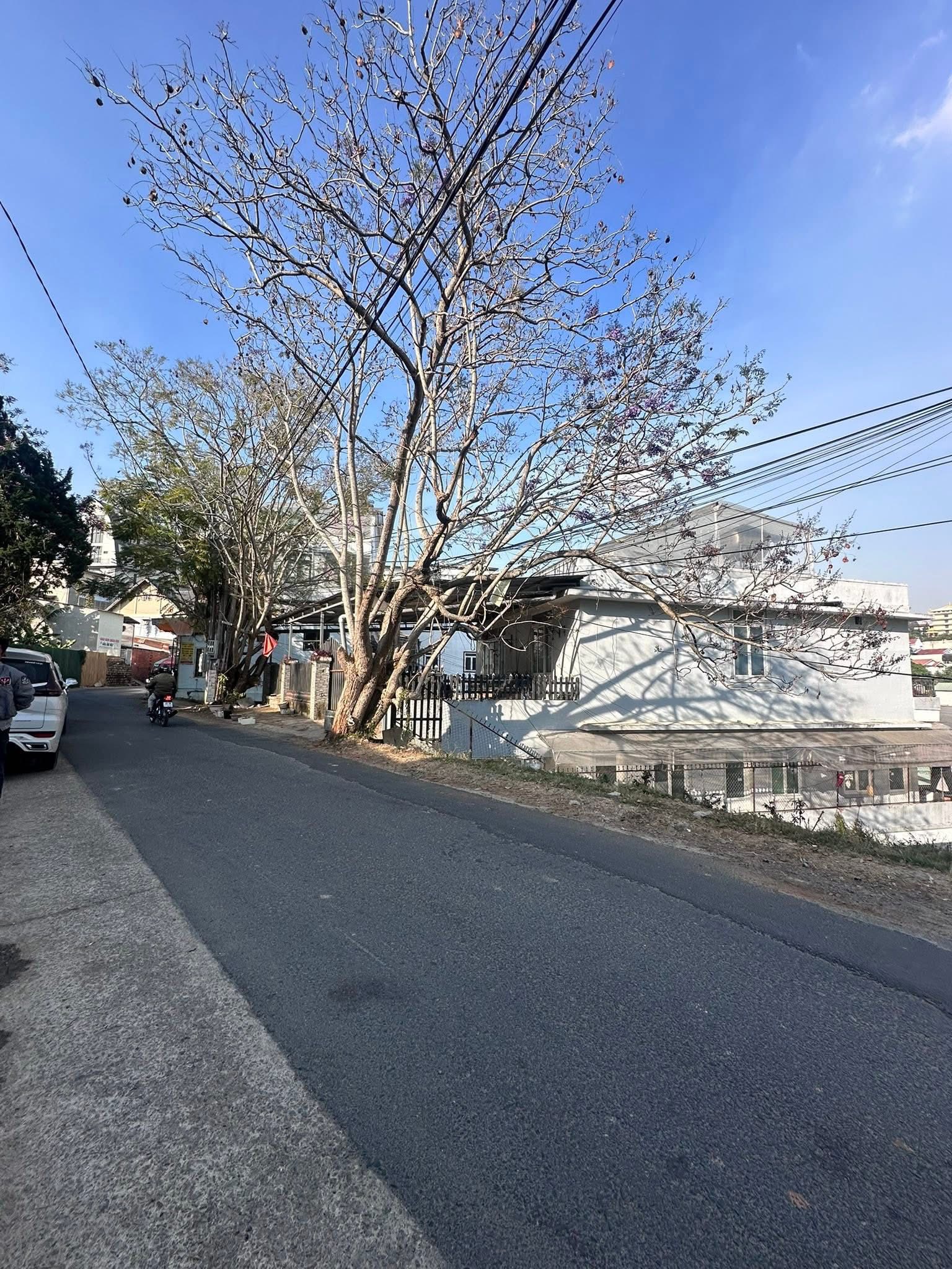 Cần Tiền Bán Đất Mặt Tiền Trần Khánh Dư – Đà Lạt 250m2 2