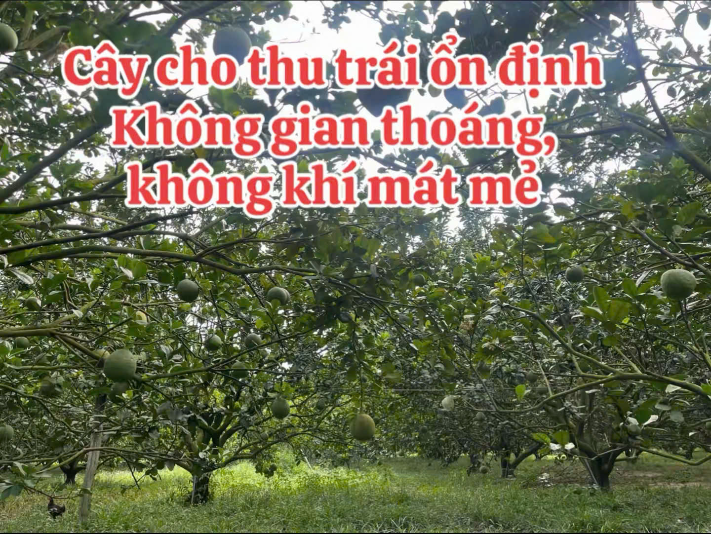 Cần bán Đất đường Tỉnh lộ 750, Xã Trừ Văn Thố, Diện tích 250m², Giá 900 Triệu 3