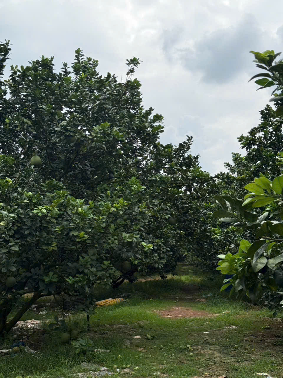 Cần bán Đất đường ĐT 750, Xã Trừ Văn Thố, Diện tích 250m², Giá 950 Triệu 3