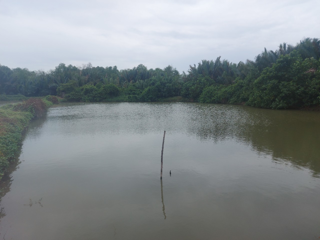 Đất lúa 1300m2 mt sông Vàm Cỏ xã Tân Chánh giá rẻ 550tr 2