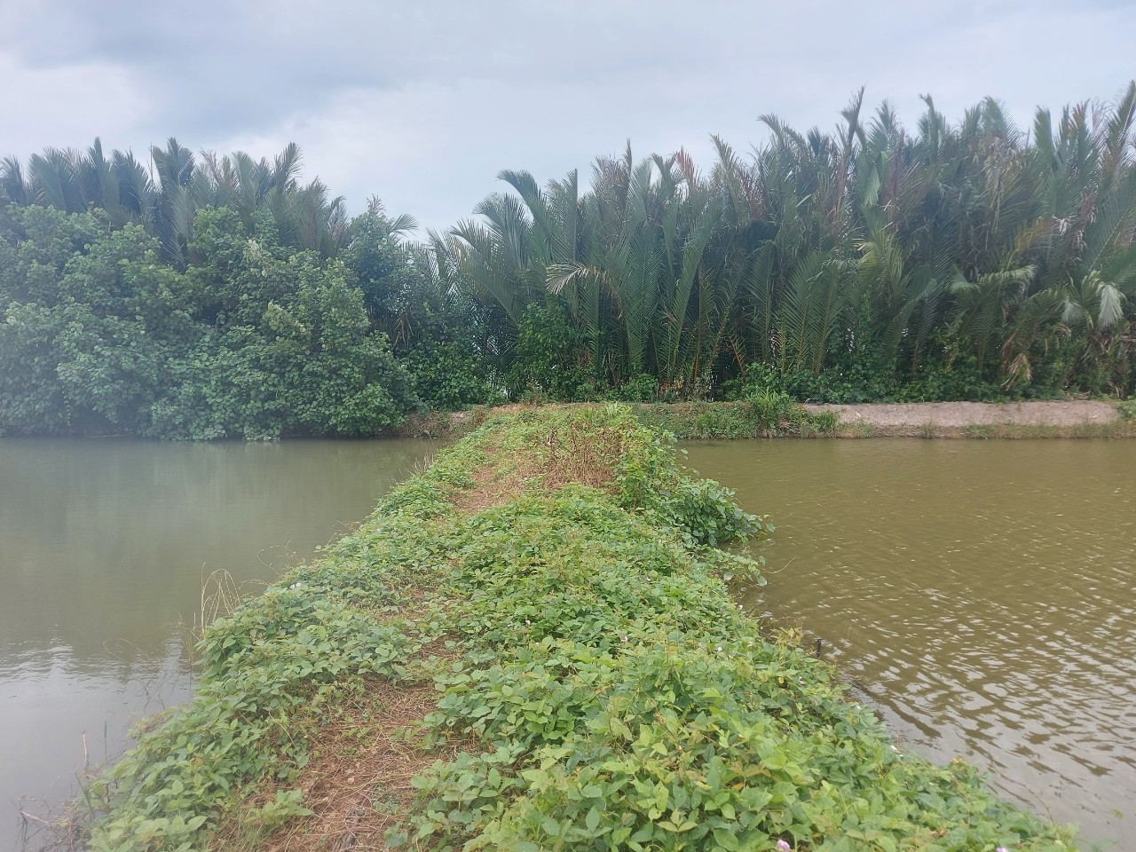 Đất lúa 1300m2 mt sông Vàm Cỏ xã Tân Chánh giá rẻ 550tr 3