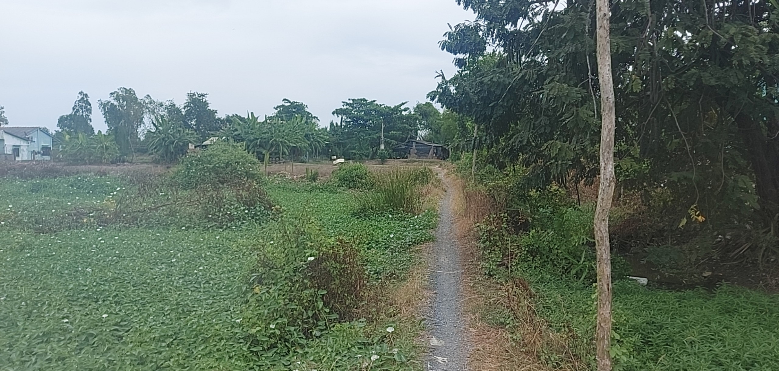 Đất lúa 1300m2 mt sông Vàm Cỏ xã Tân Chánh giá rẻ 550tr