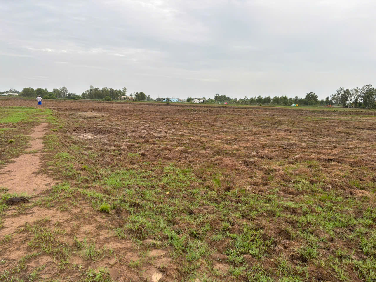 Đất lúa Óc Đảo Long Hựu 600m2 thích hợp cho khách mua để dành 270tr 3