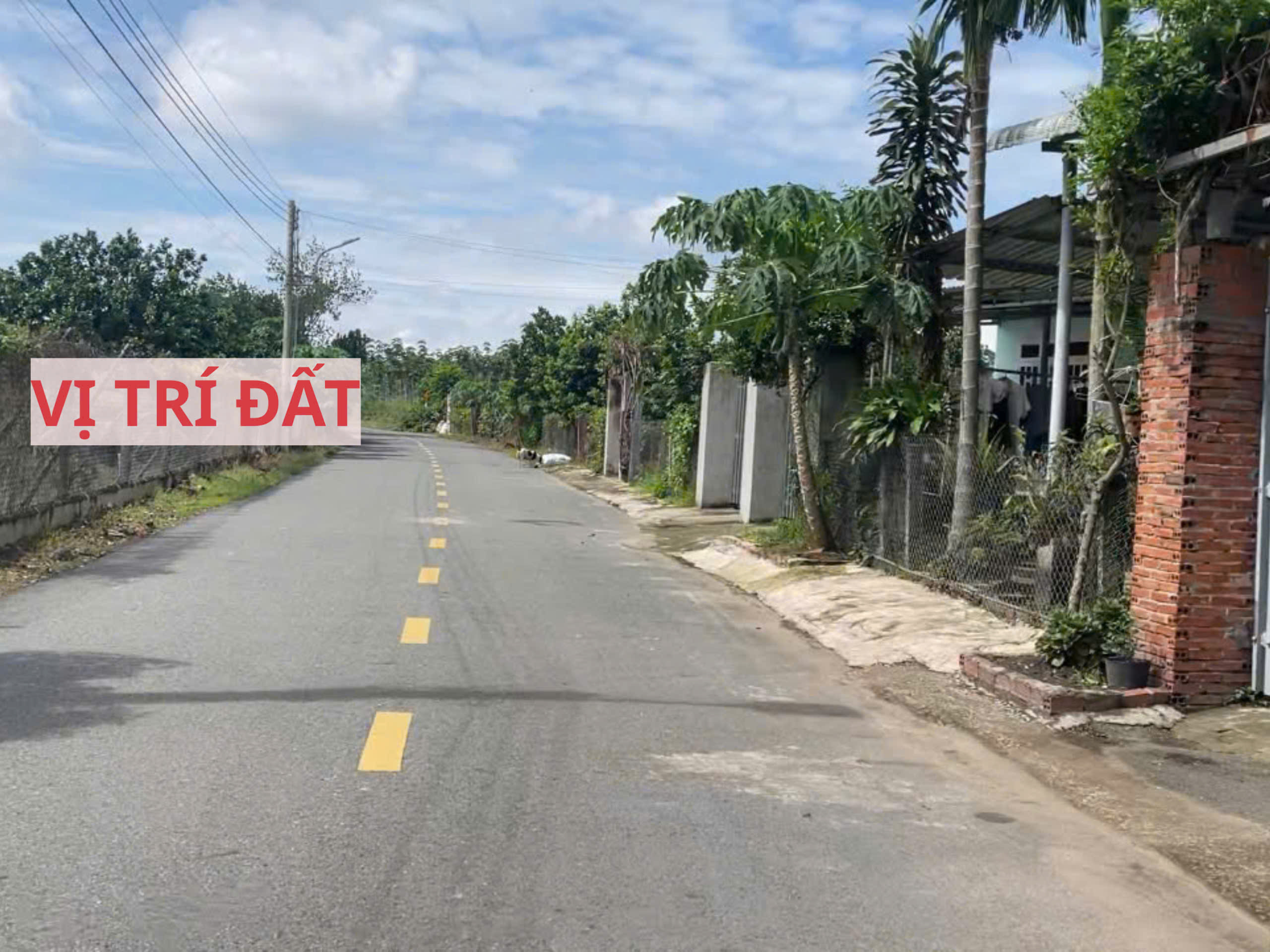 Bán đất mặt tiền đường nhựa có sẵn vườn bưởi tại Trừ Văn Thố Bàu Bàng Bình Dương