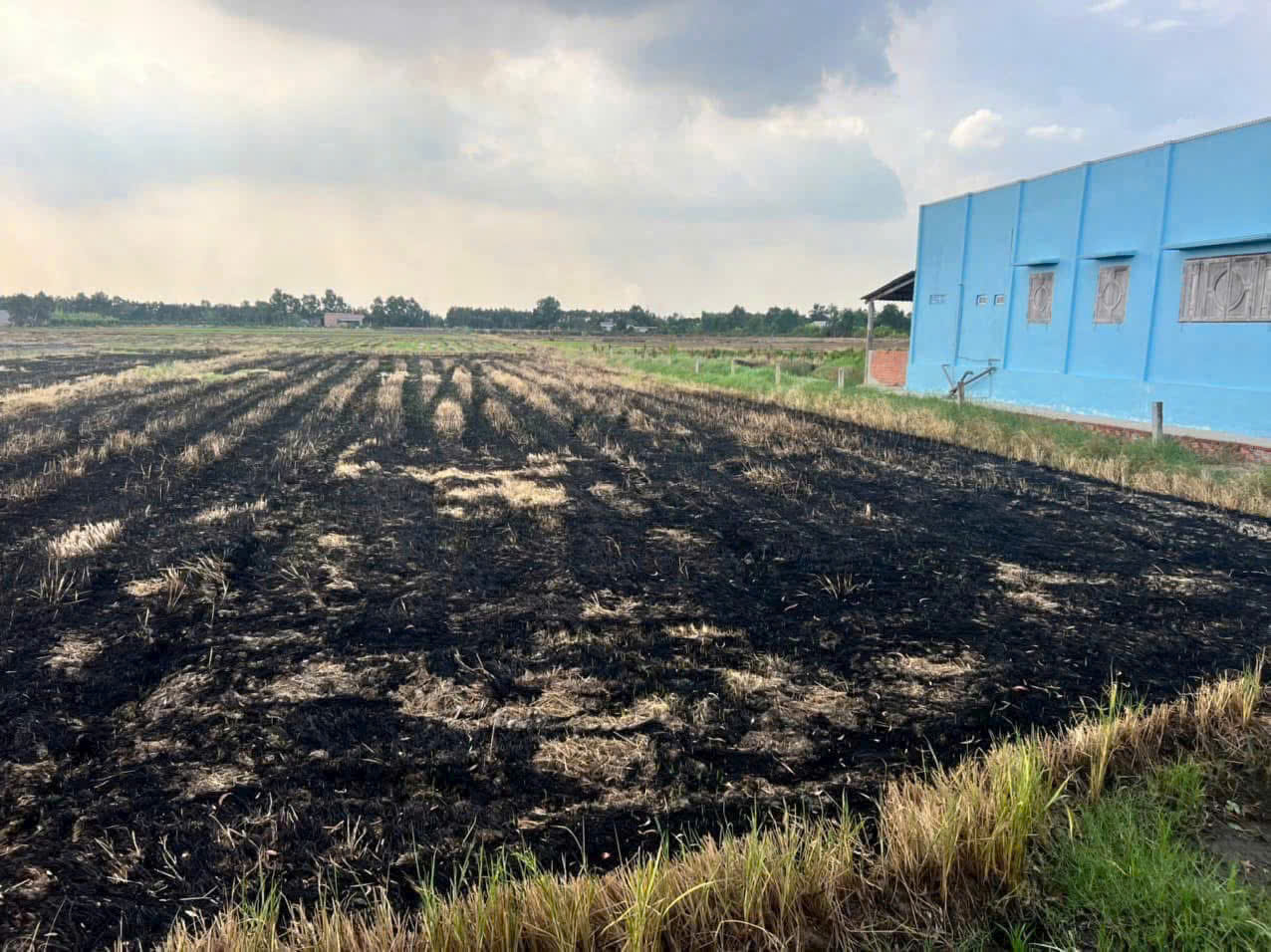 Bán đất thổ + lúa ấp 1 xã Tân Thành, Thủ Thừa tdt 1907m2 ( có 300m2 thổ ) giá 1,99 tỷ 4