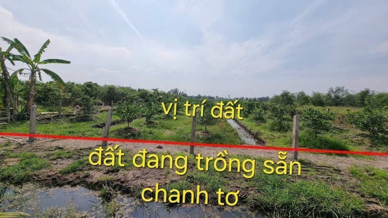 Bán đất vườn xã Tân Thành , Thủ Thừa dt 2000m2 giá  1,12 tỷ 4