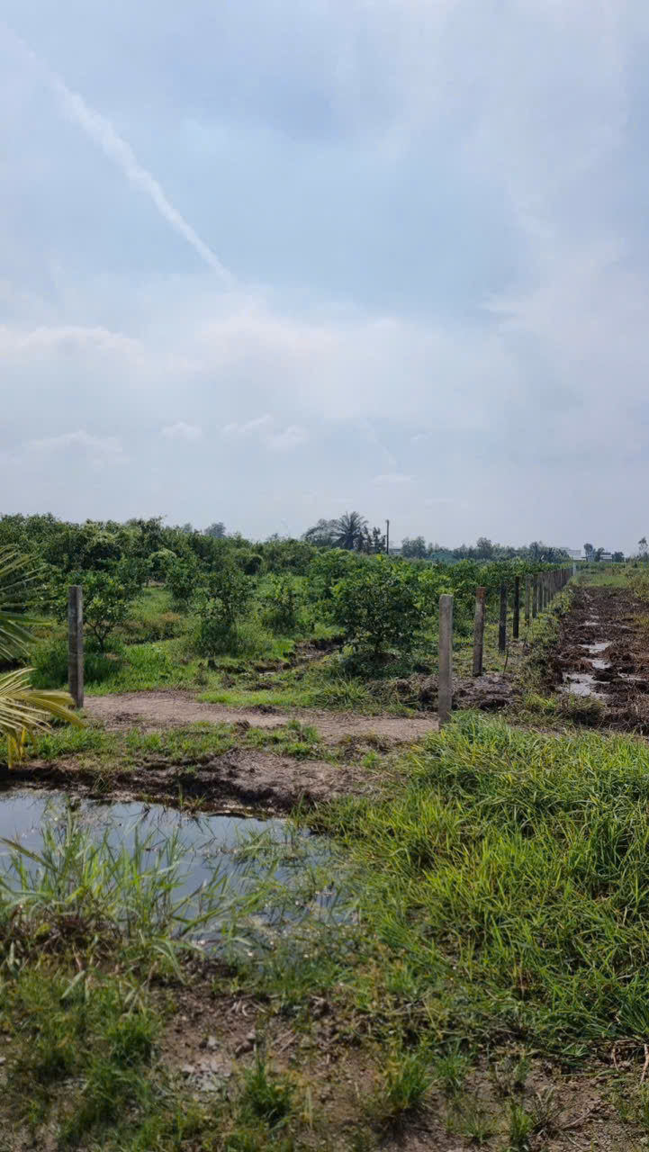 Bán đất vườn xã Tân Thành , Thủ Thừa dt 2000m2 giá  1,12 tỷ 5