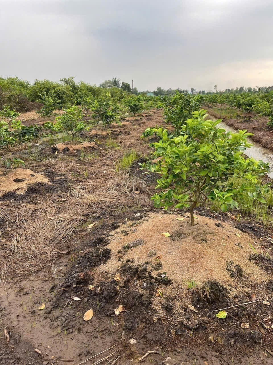 Bán đất vườn xã Tân Thành , Thủ Thừa dt 2000m2 giá  1,12 tỷ 6