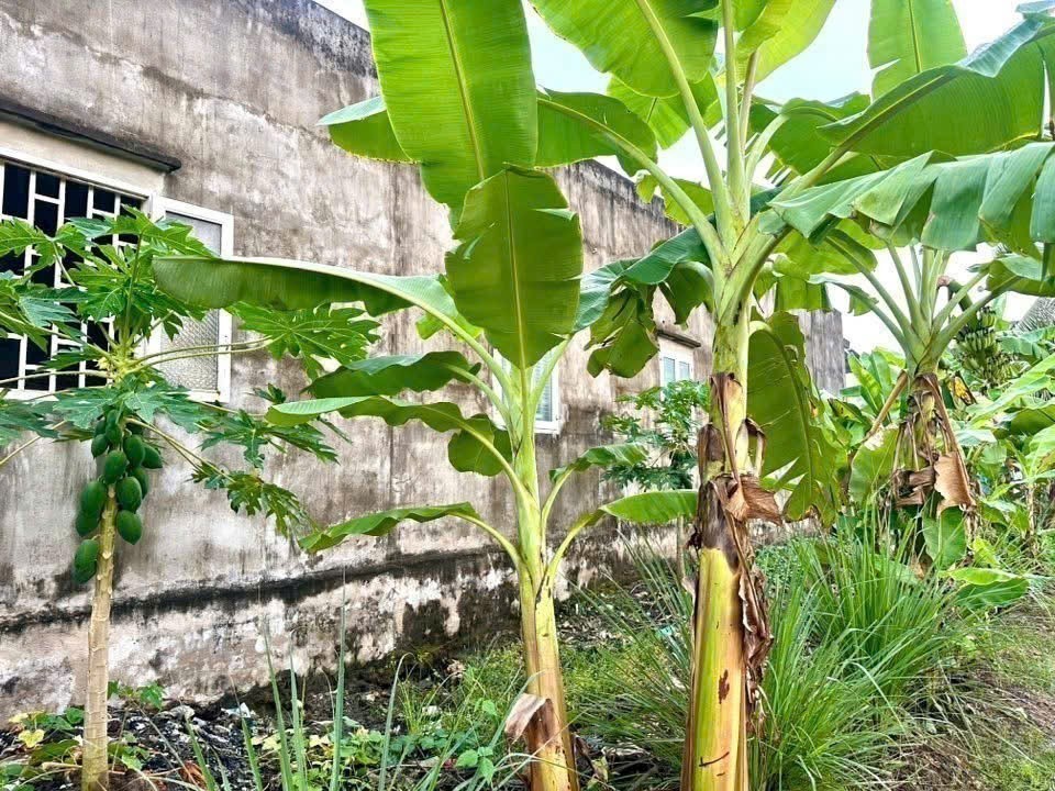 Bán nhà cấp 4 đuờng beton xe ba gác Nhựt Chánh , Bến Lức dt 217m2 full thổ 2pn , 1wc giá 1,19 tỷ 7