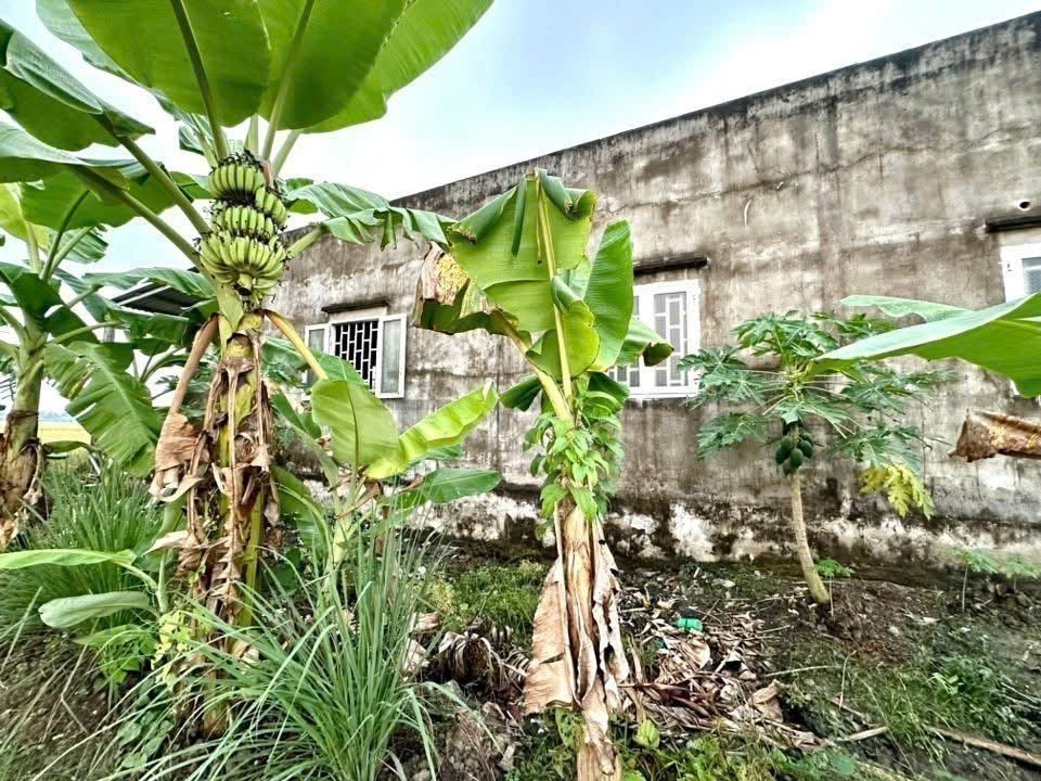 Bán nhà cấp 4 đuờng beton xe ba gác Nhựt Chánh , Bến Lức dt 217m2 full thổ 2pn , 1wc giá 1,19 tỷ 8