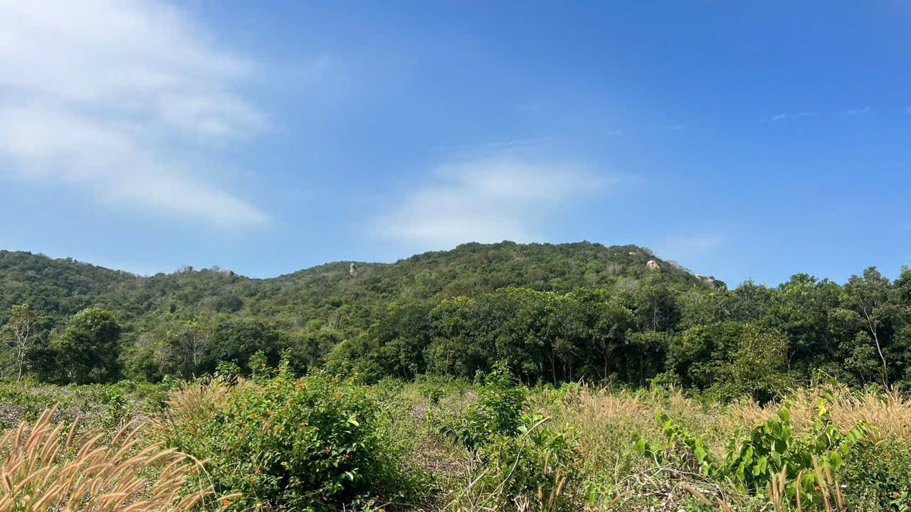 Cần bán Đất đường Tỉnh lộ 44A, Thị trấn Phước Hải, Diện tích 137m², Giá Thương lượng 3