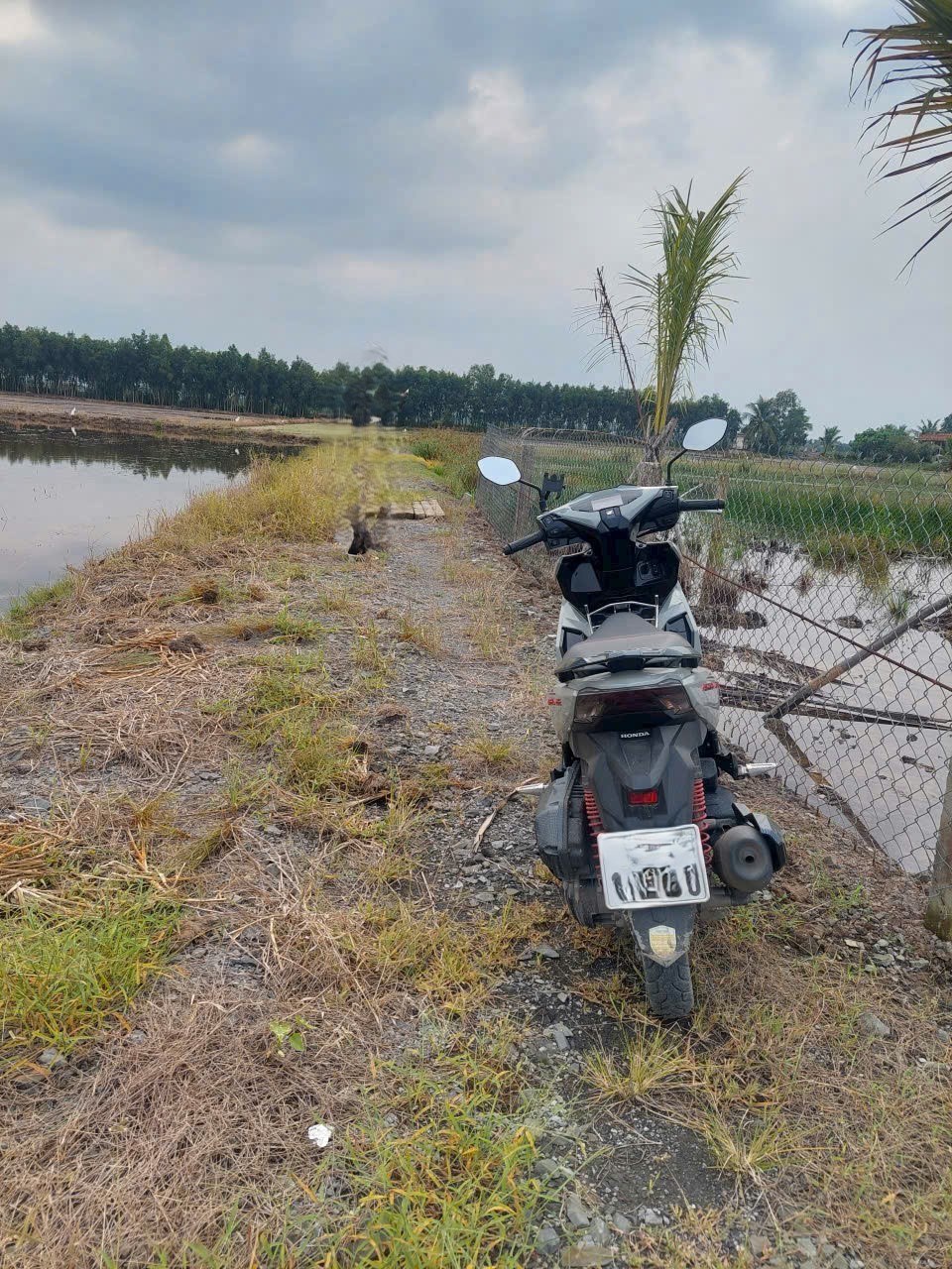 Bán lô đất lúa vuông vức xã Tân Thành , Thủ Thừa dt 1000m2 giá 550 triệu 2