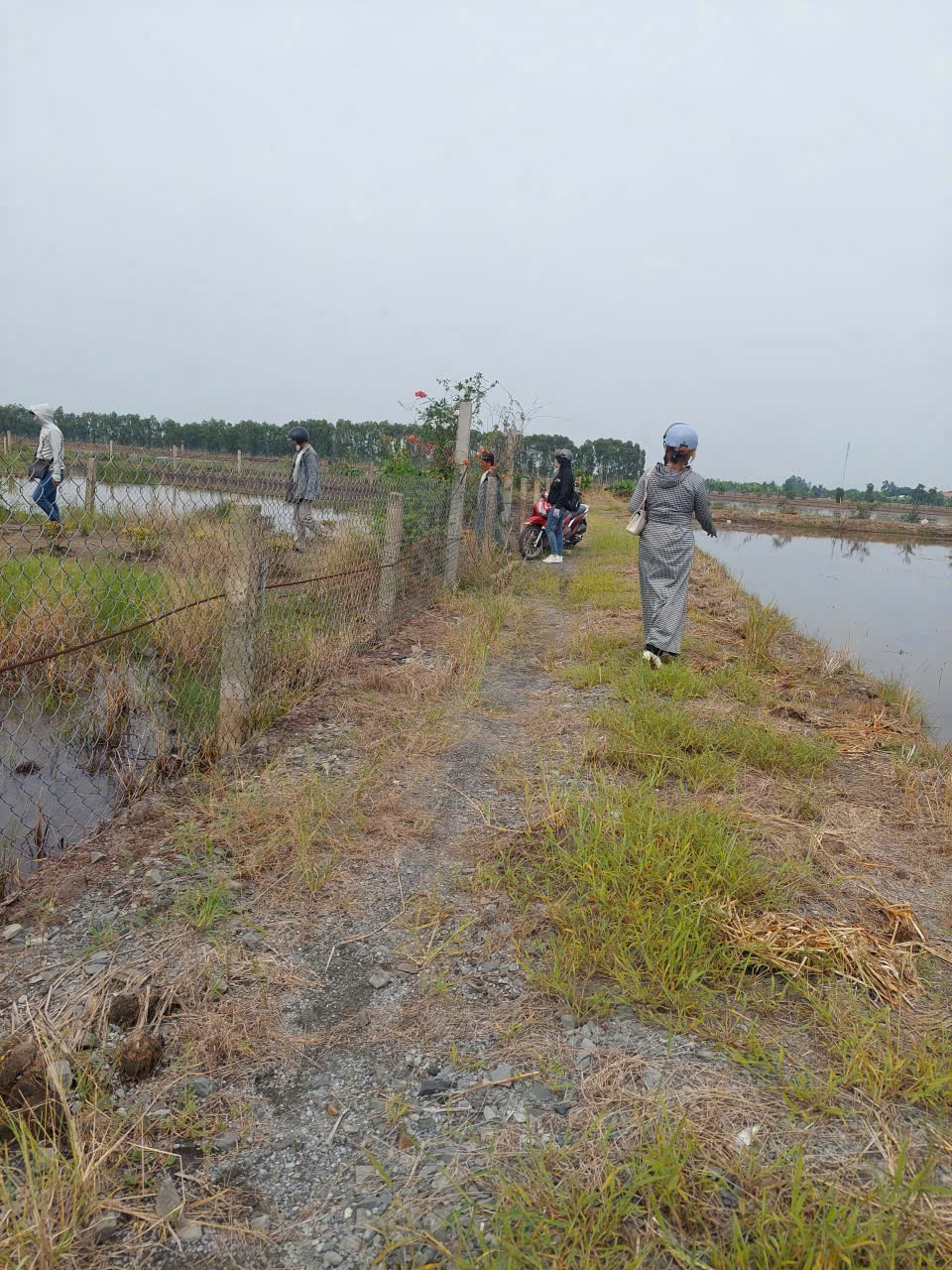 Bán lô đất lúa vuông vức xã Tân Thành , Thủ Thừa dt 1000m2 giá 550 triệu 3