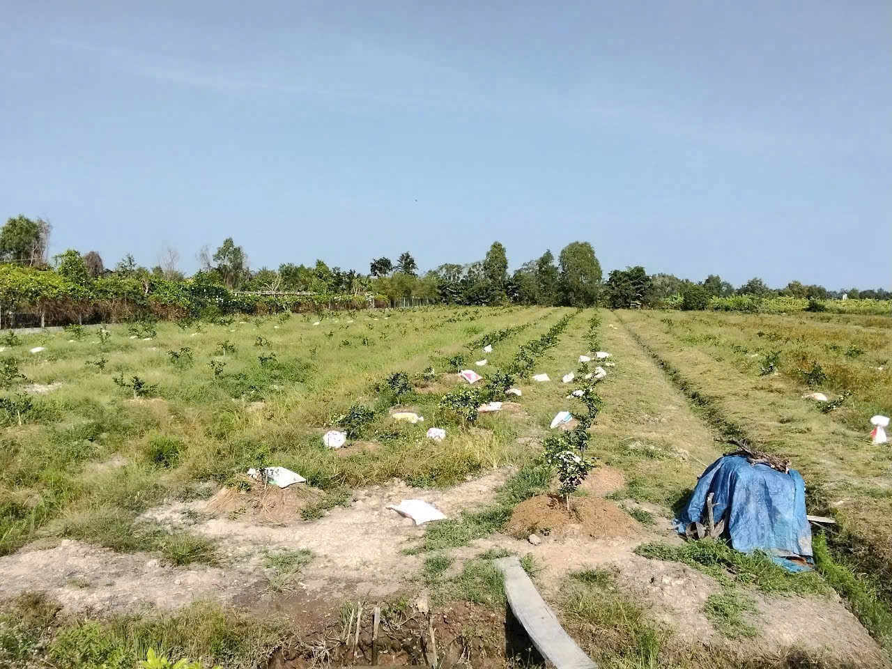 Bán đất thổ + vườn đường xe hơi đá xanh xã Thạnh Lợi tdt 2230,9m2 ( 410m2 thổ cư ) giá 3,5 tỷ 5