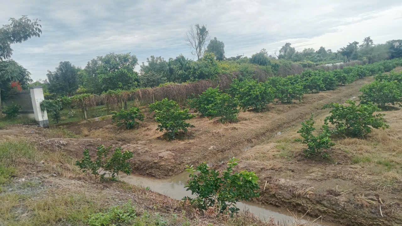 Bán đất thổ + vườn đường xe hơi đá xanh xã Thạnh Lợi tdt 2230,9m2 ( 410m2 thổ cư ) giá 3,5 tỷ 8