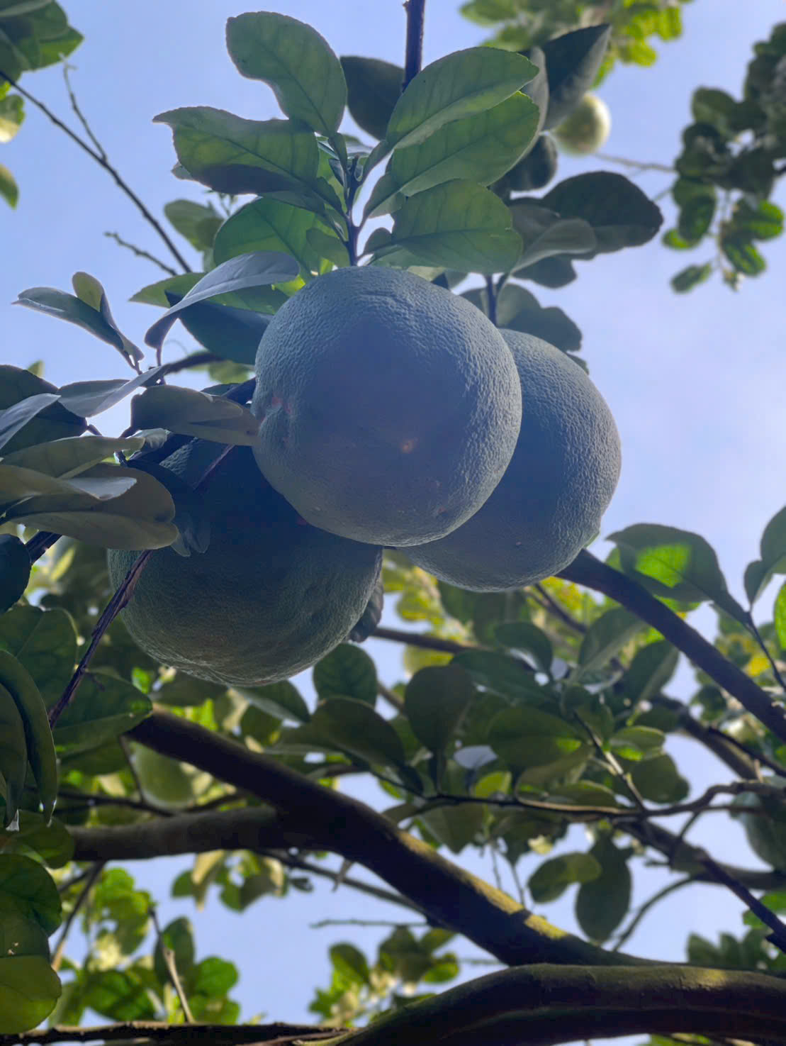 Bán 250m2 đất vườn bưởi có thổ cư giá 950tr ngay Bình Dương. 6