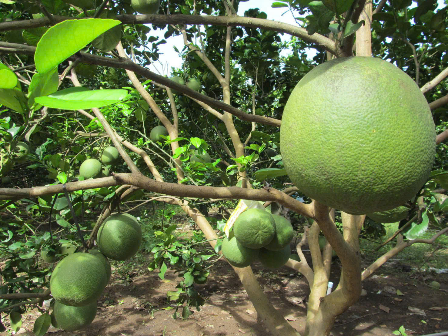 Bán 250m2 đất vườn bưởi có thổ cư giá 950tr ngay Bình Dương. 5