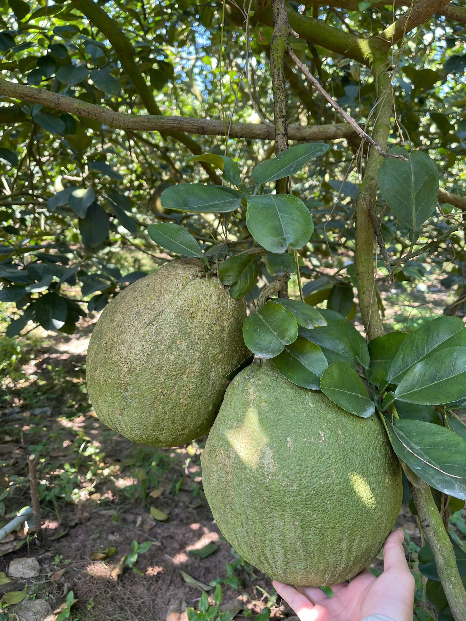 Bán 250m2 đất vườn bưởi có thổ cư giá 950tr ngay Bình Dương. 7