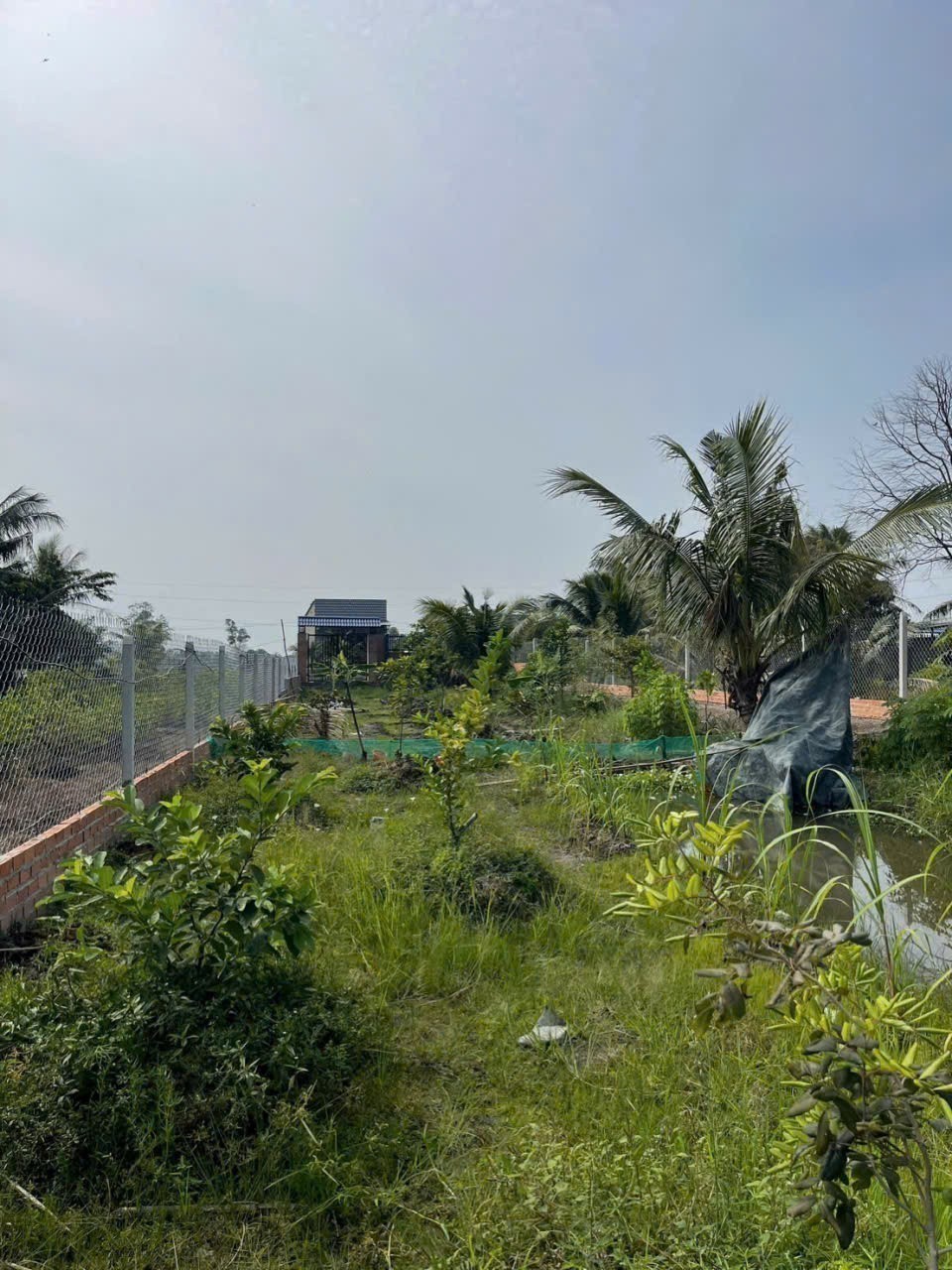 Bán nhà vườn đất lúa xã Hòa Khánh Tây dt 1000m2 giá 1,75 tỷ 6