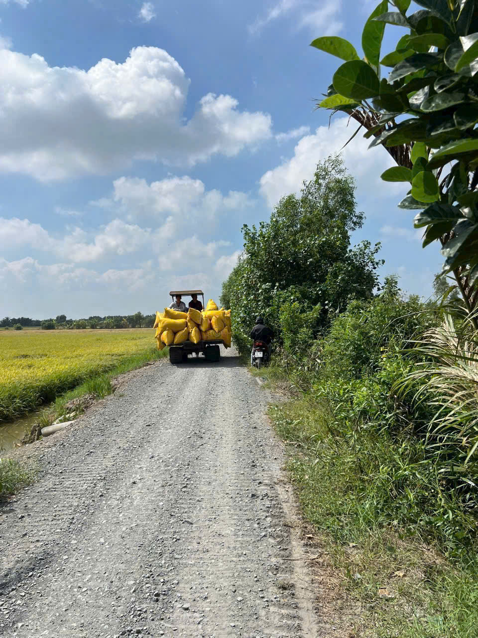 Cần bán Đất Xã Tân Thành, Thủ Thừa, Diện tích 1000m², Giá 1.15 Tỷ