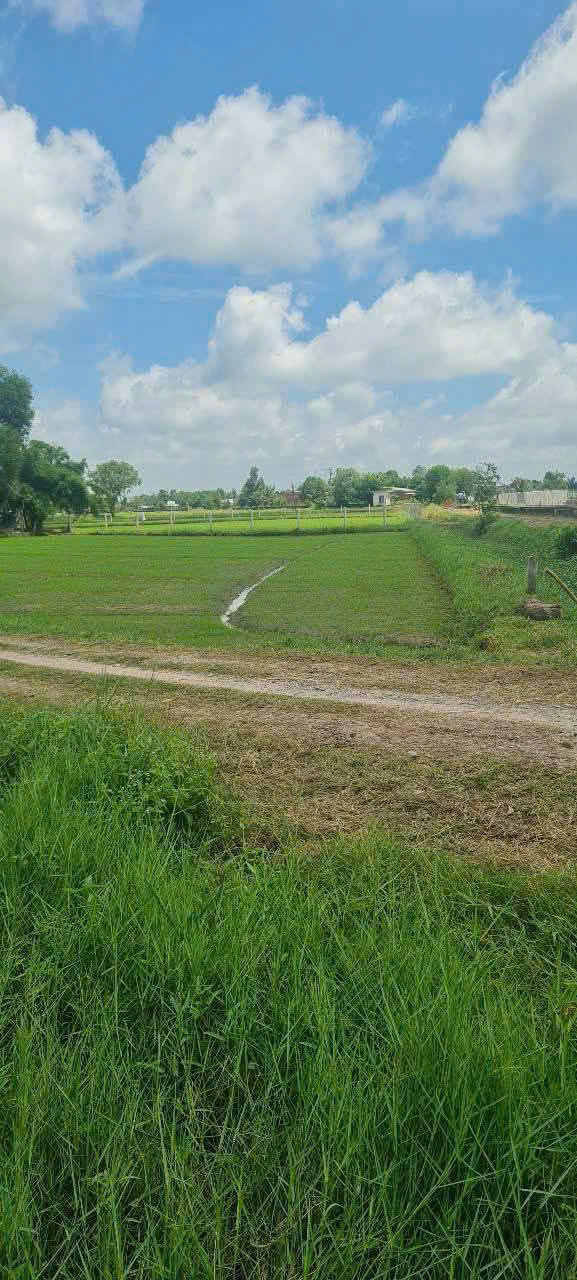 Bán đất lúa 2 mặt tiền xã Tân Phú, Đức Hòa tdt 680m2 giá 700 triệu 3