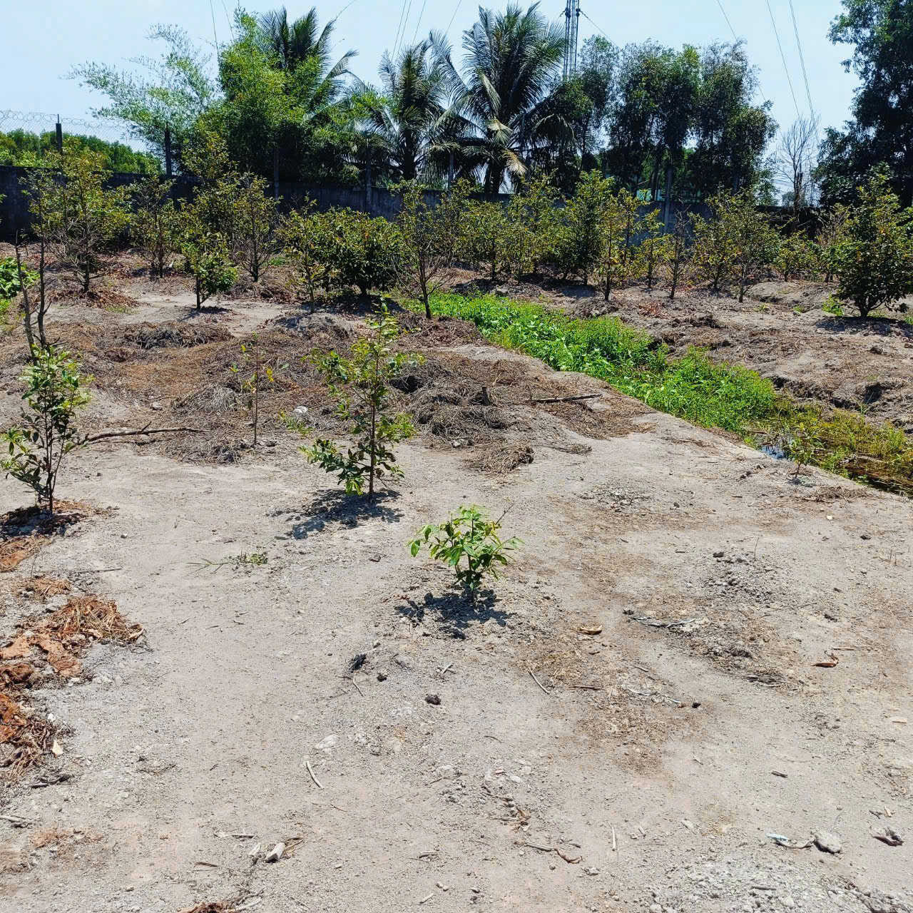 Bán nhà vườn mt đường Nguyễn Văn Ngộ , Nhị Thành , Thủ Thừa tdt 3200m2 ( 620m2 thổ) giá 9 tỷ 4