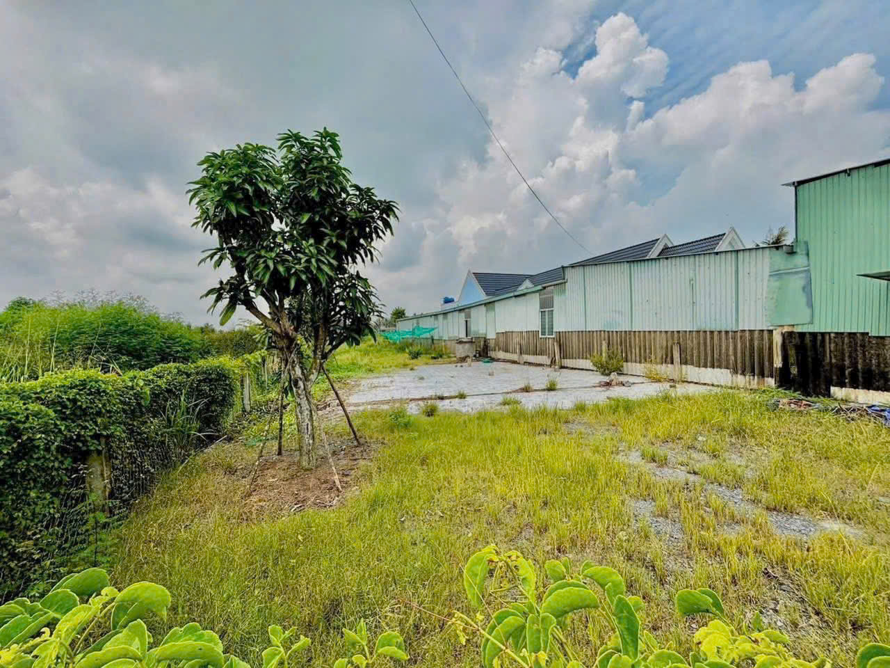 Bán đất mặt tiền ĐT 832 , xã Nhựt Ninh, Tân Trụ tdt 4000m2 ( 500m2 thổ ) giá 6,5 tỷ 2