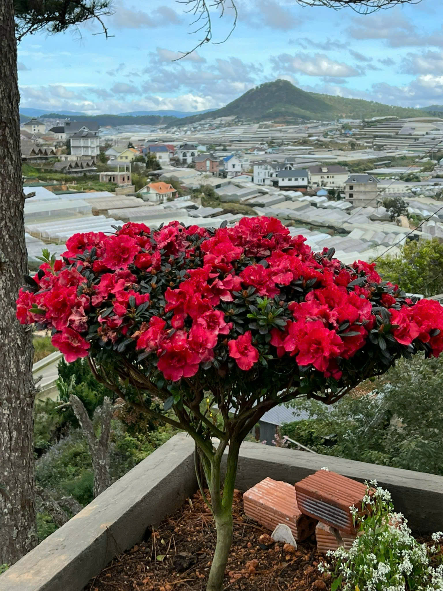 Cho thuê homestay 1500m2 đường Hùng Vương- phường 11 Đà Lạt giá 45 triệu 3