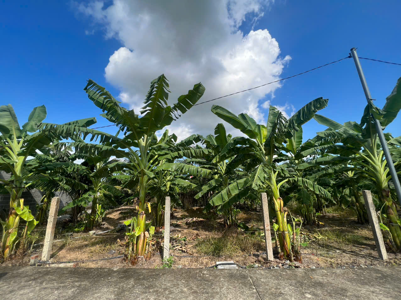 Cần bán Đất Xã Suối Tiên, Diên Khánh, Diện tích 90m², Giá 400 Triệu 7