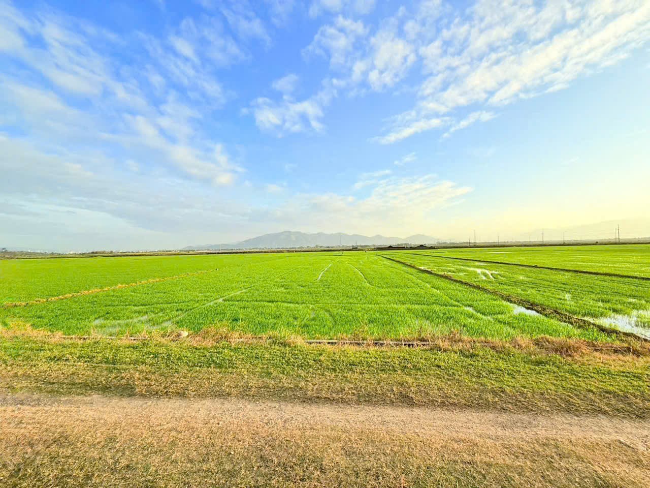 Bán ruộng Diên Điền thôn Trung 2 sát bên Hương Lộ 5 và Am Chúa chỉ 95 triệu 1 Sào 3