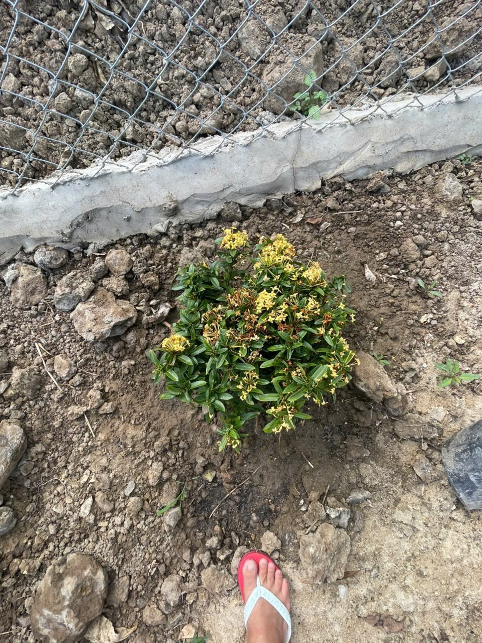 Bán đất mặt tiền Tỉnh Lộ 2 - Diên Thọ - Diên Khánh đã lên mô hình farm cơ bản 21