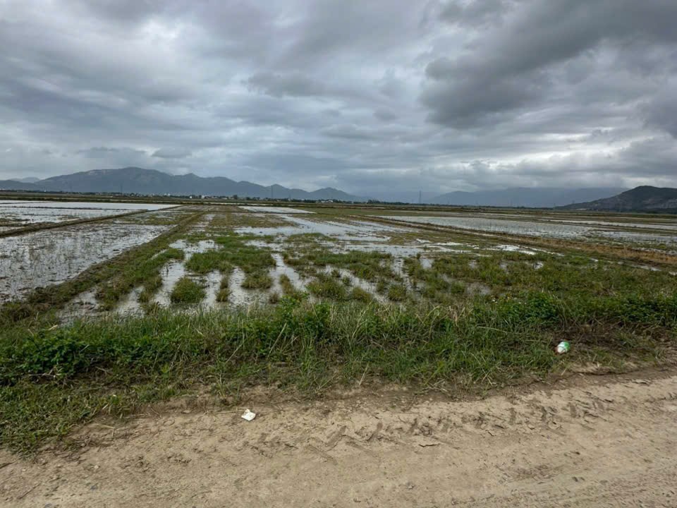 Bán ruộng Diên Điền thôn Trung 2 sát bên Hương Lộ 5 và Am Chúa chỉ 95 triệu 1 Sào