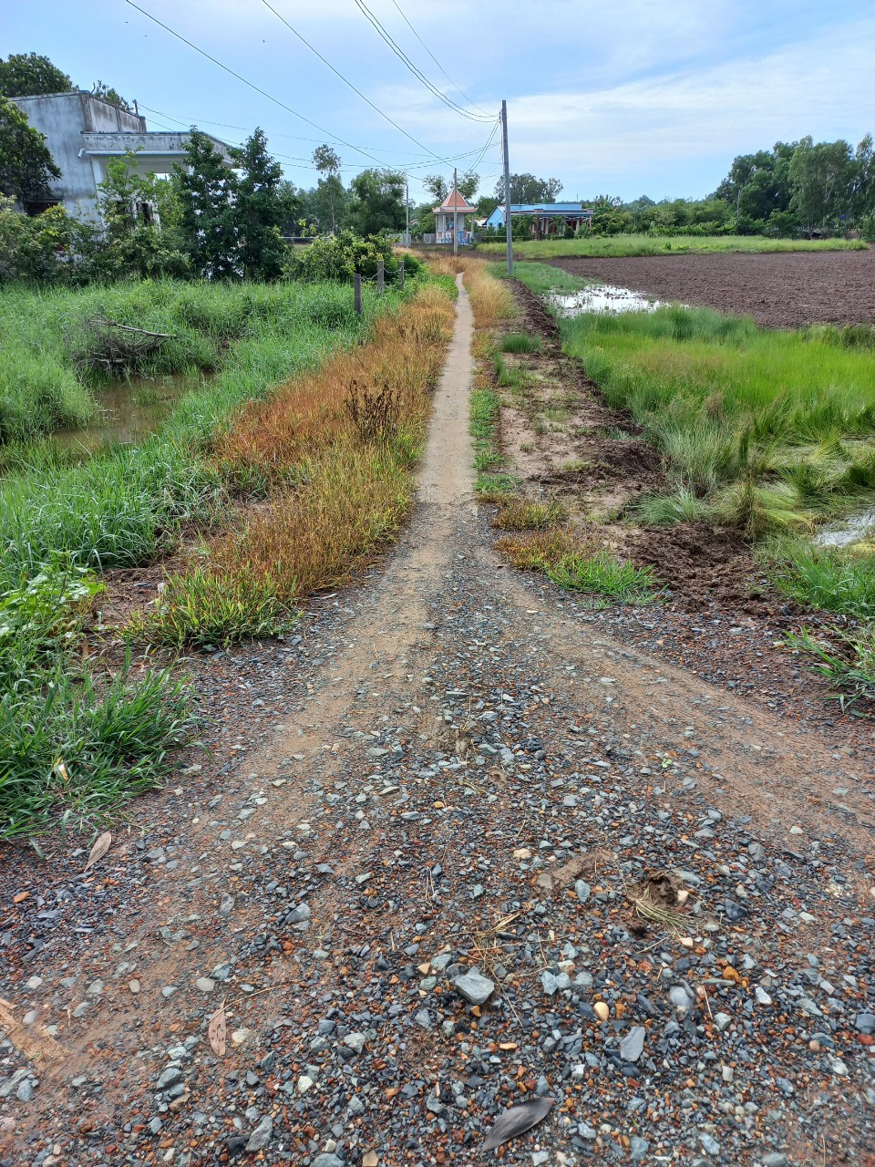 Đất lúa Óc Đảo Long Hựu 1000m2 mt xe hơi giá rẻ 1 tỏi 2 2