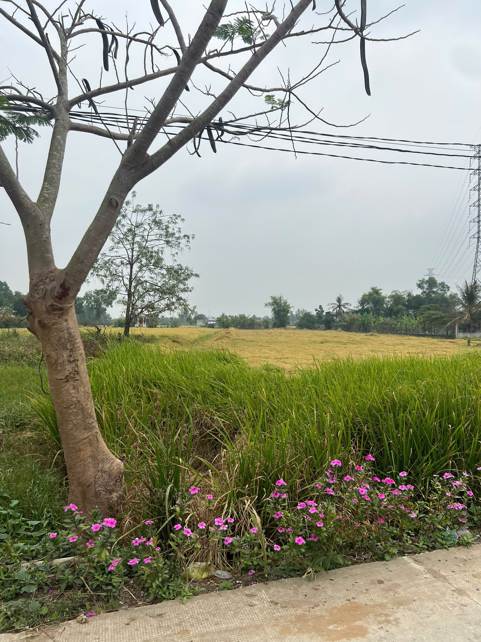 Đất thổ cư 160m2 mt đường xe hơi xã Tân Lân giá rẻ 720tr 2