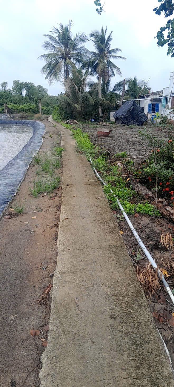 Đất lúa  mt sông Vàm Cỏ 2485m2 xã Tân Chánh giá rẻ đầu tư 650tr 2