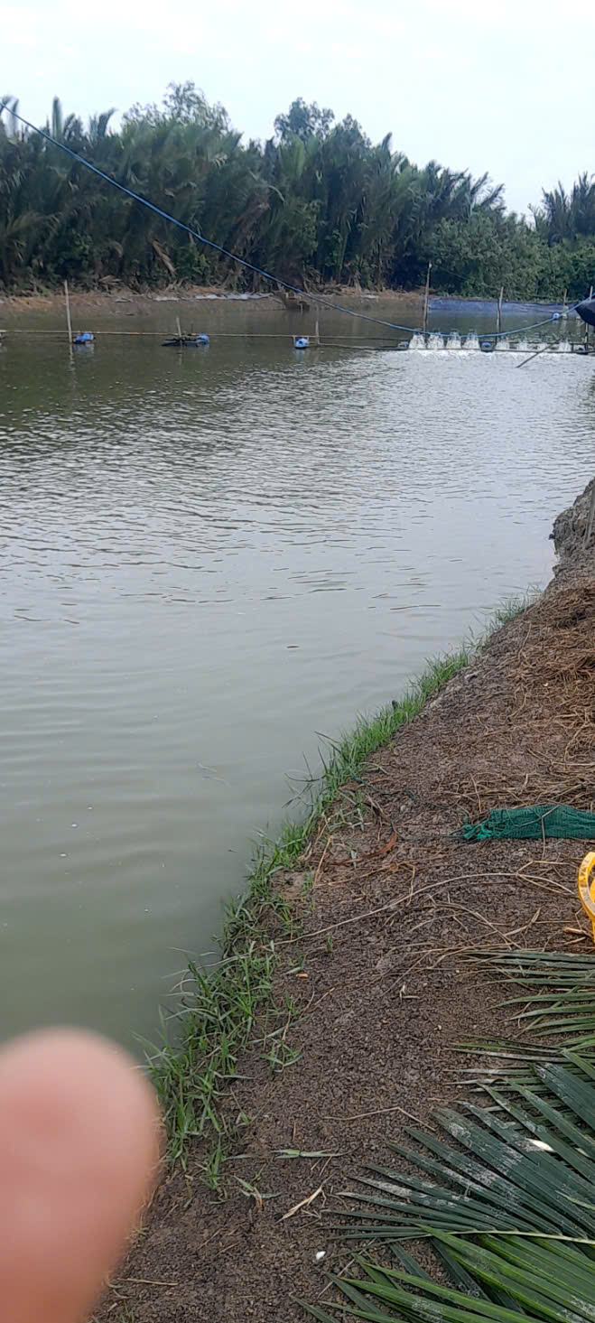 Đất lúa  mt sông Vàm Cỏ 2485m2 xã Tân Chánh giá rẻ đầu tư 650tr 3