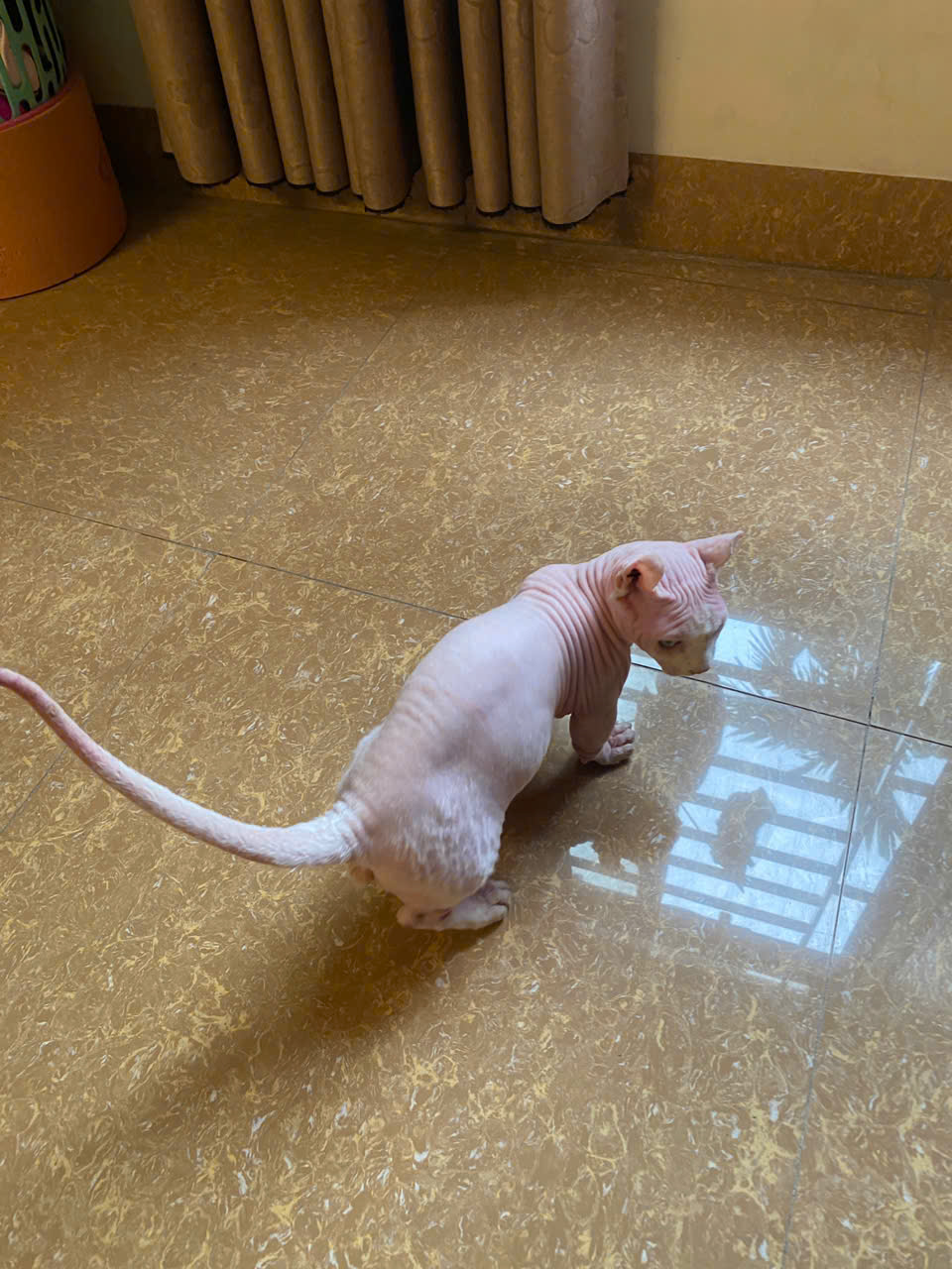 CHÍNH CHỦ CHO THUÊ KHO – LONG BIÊN - DIỆN TÍCH 120M² – TRẦN CAO 6M – Ô TÔ RA VÀO THOẢI MÁI 5